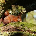 EICHHÖRNCHEN - ein Schläfchen in Ehren ...