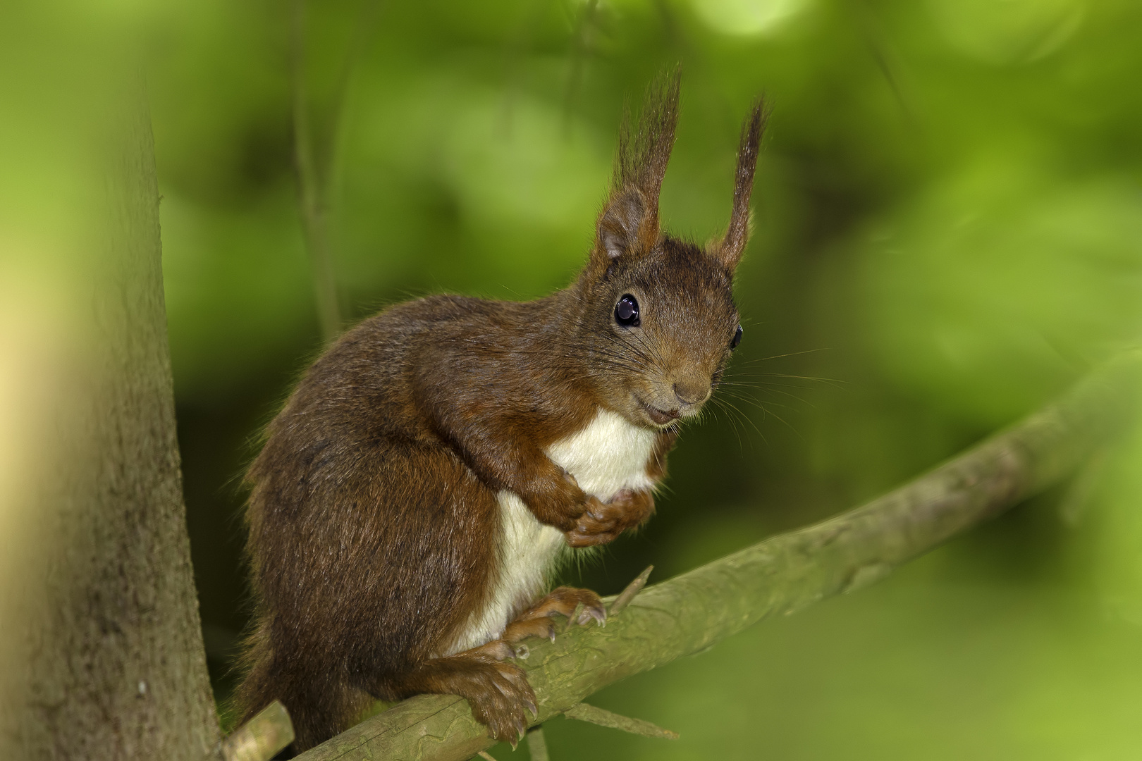 Eichhörnchen, eingerahmt durch Laub