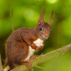 Eichhörnchen, eingerahmt durch Laub