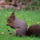 Eichhörnchen en masse 15