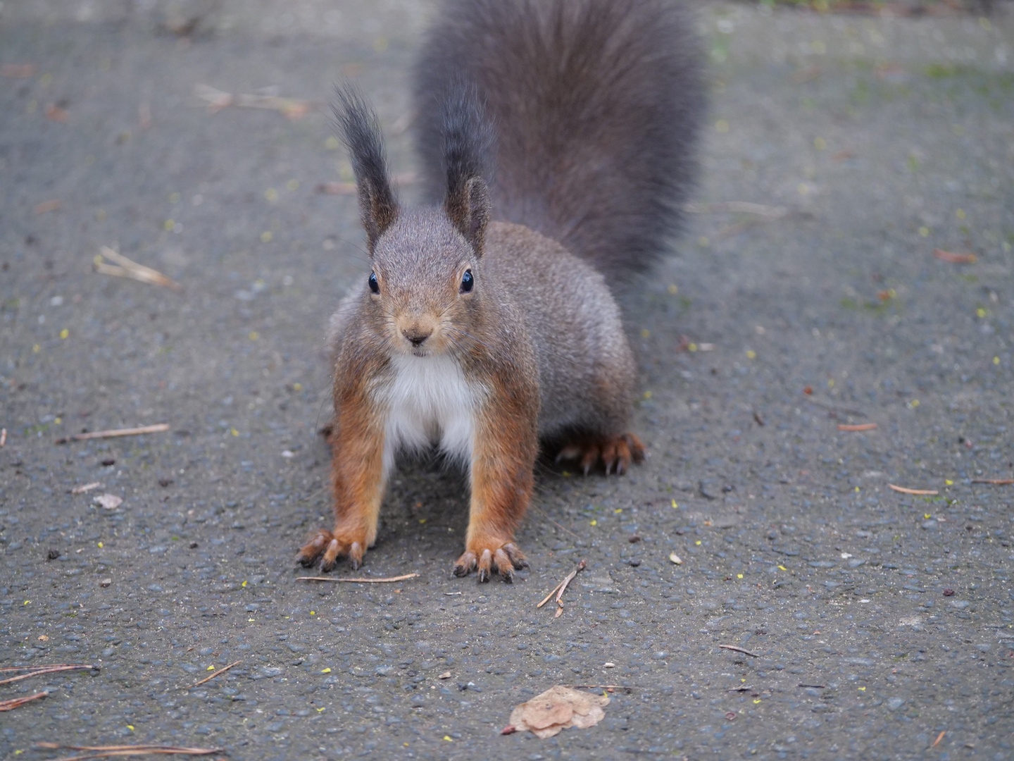 Eichhörnchen en masse 2