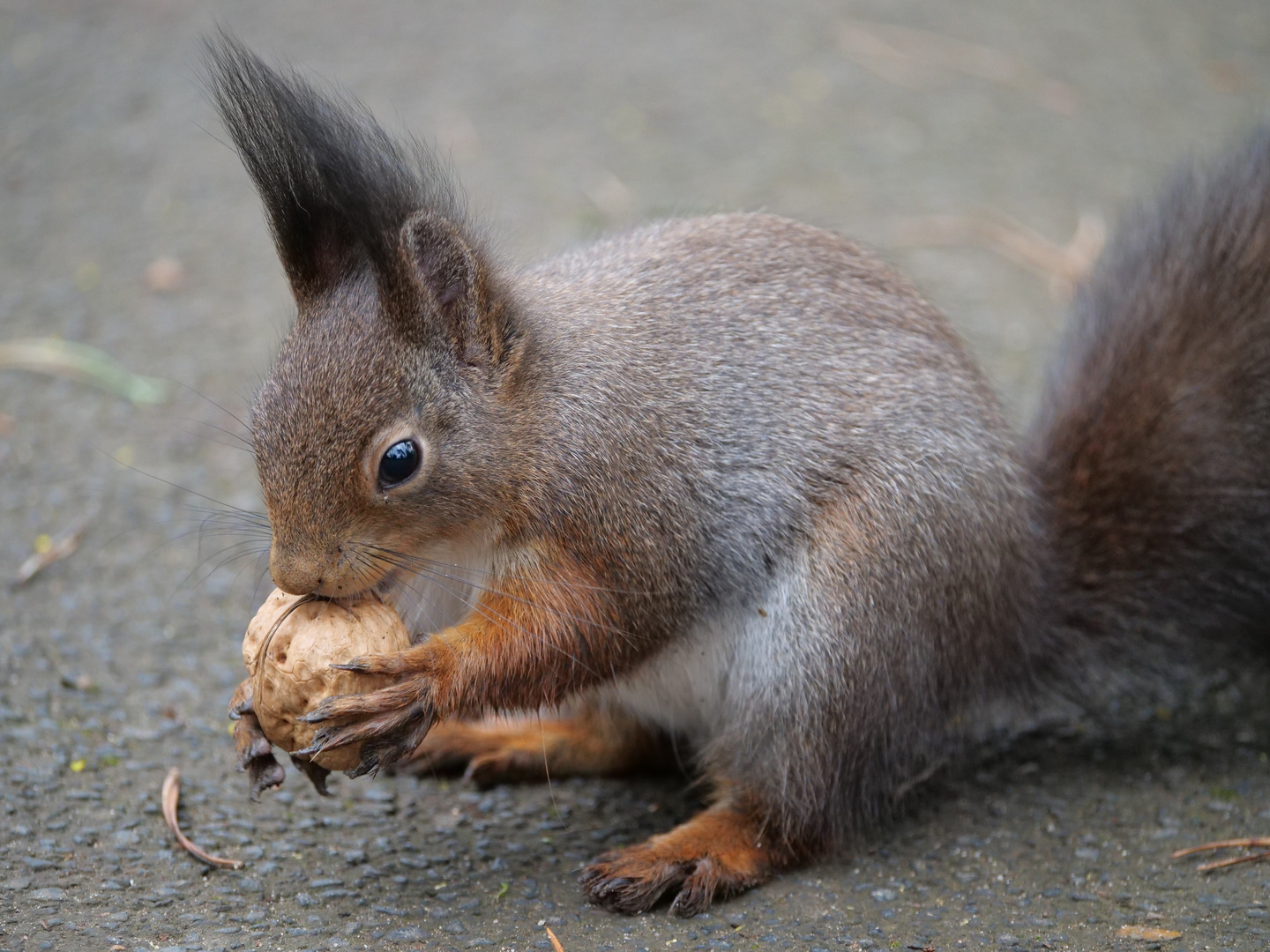 Eichhörnchen en masse 3