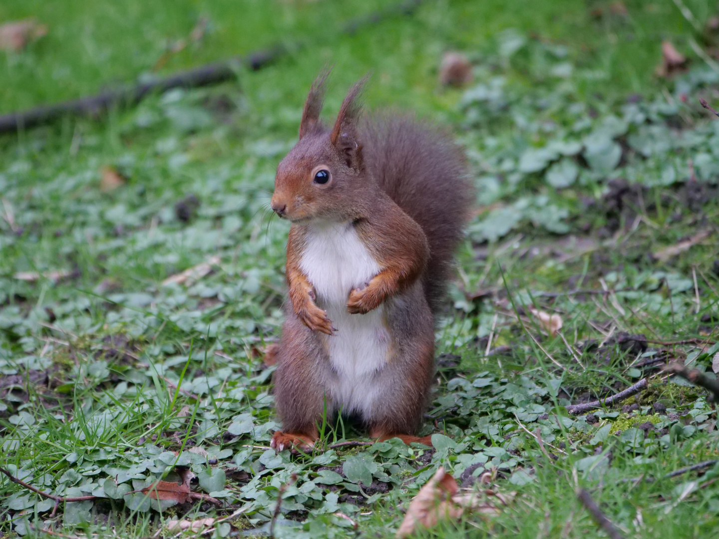 Eichhörnchen en masse 6