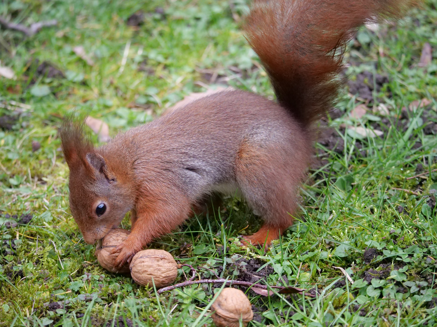 Eichhörnchen en masse 9