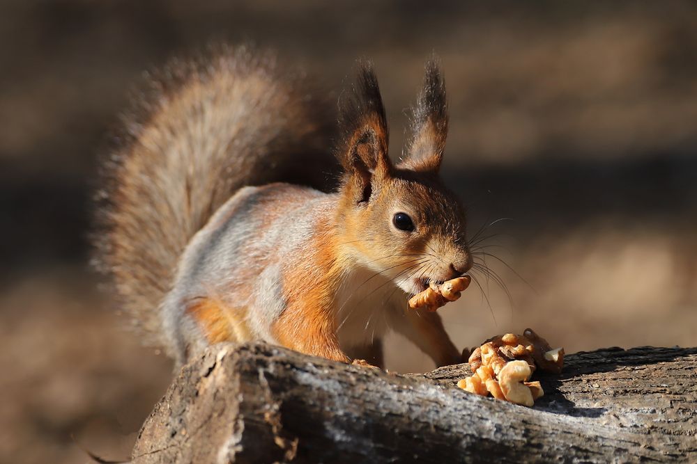 Eichhörnchen Ende April