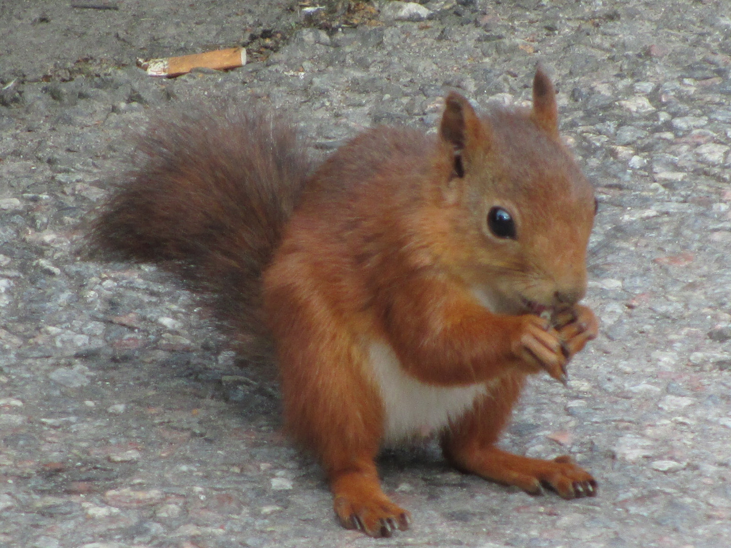 Eichhörnchen - endlich Nichtraucher!