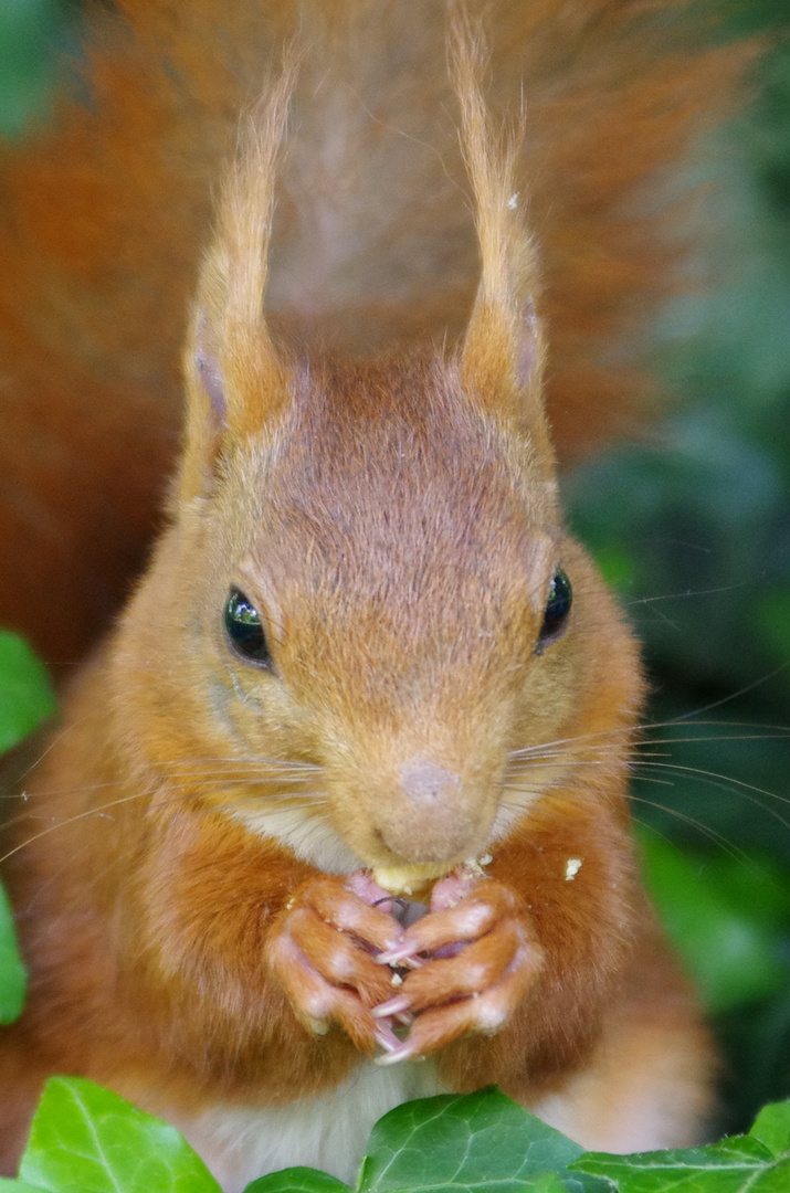 Eichhörnchen Erdnüsse im Park