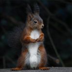 Eichhörnchen „Erectus Hofgartenensis“- 2