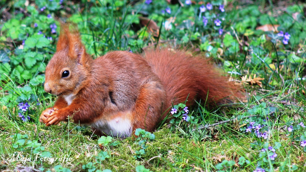 Eichhörnchen - Erwischt