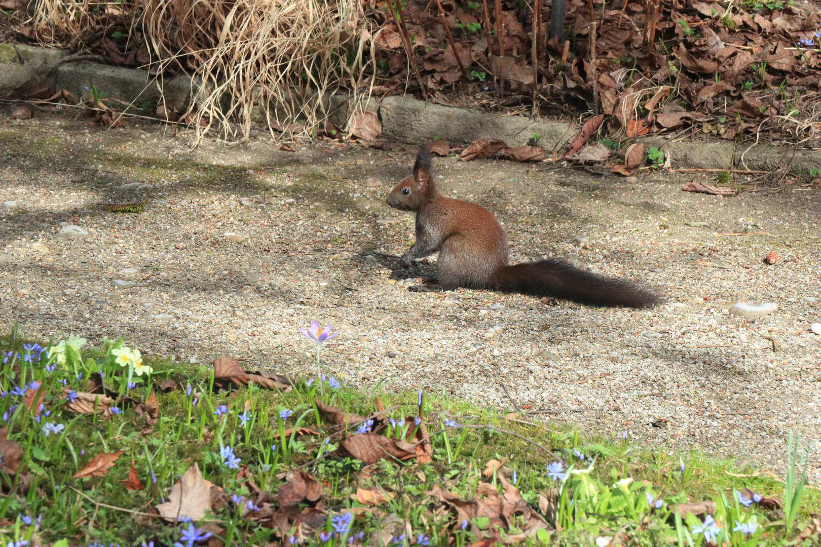 Eichhörnchen erwischt