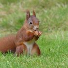 Eichhörnchen - es macht Spaß, ihnen zuzuschauen