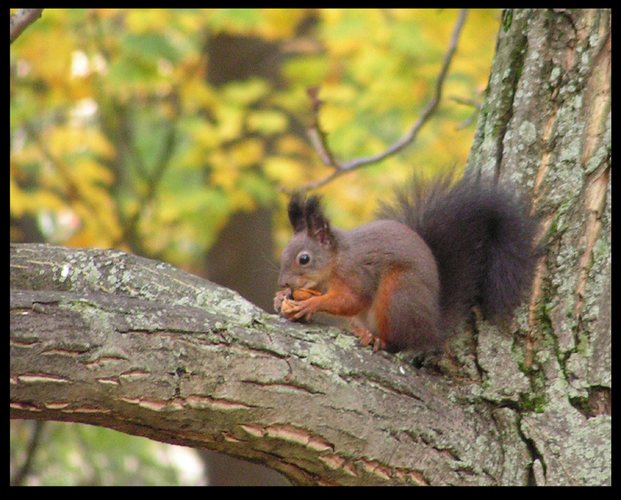 Eichhörnchen