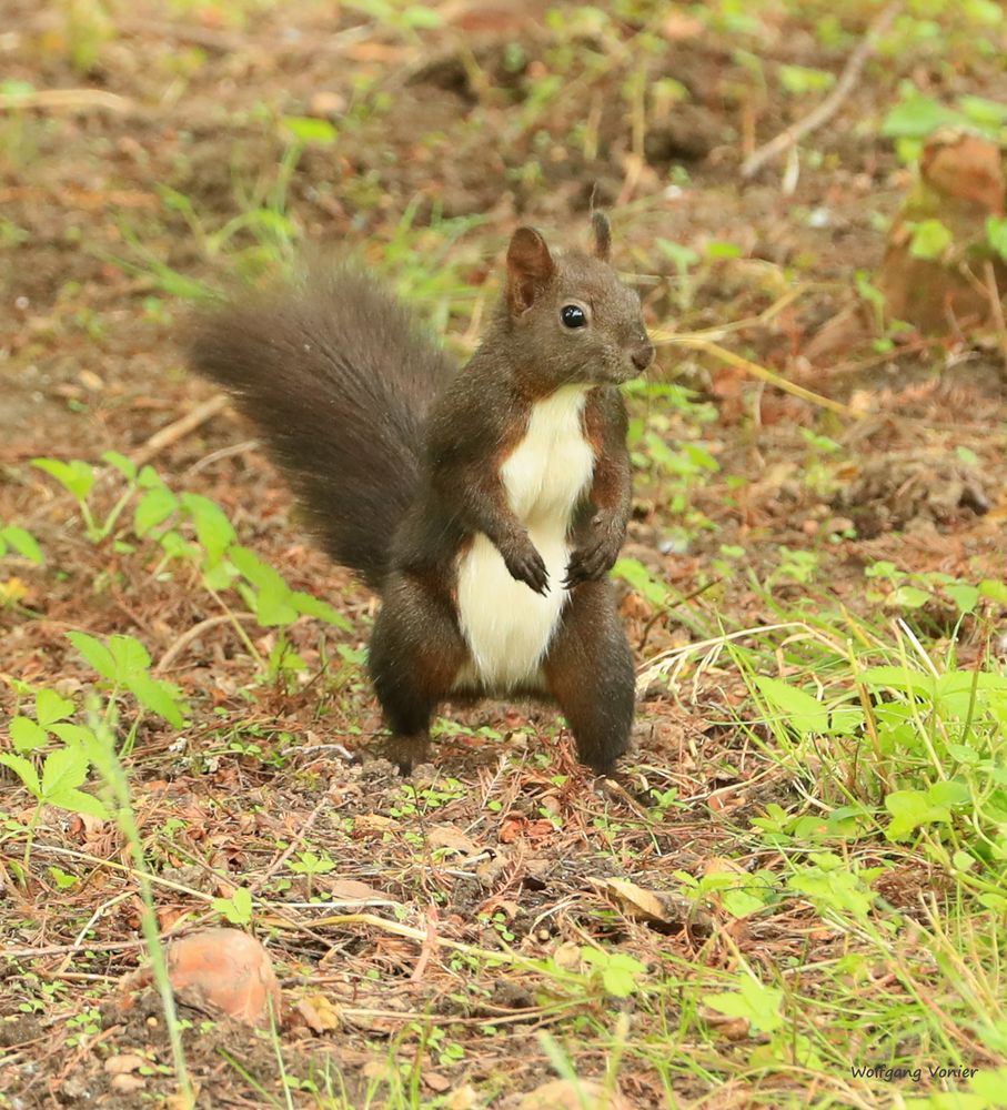 Eichhörnchen