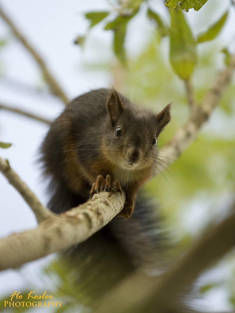 Eichhörnchen