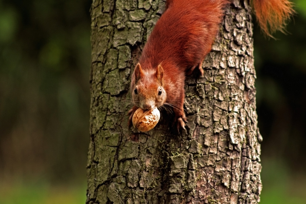 Eichhörnchen