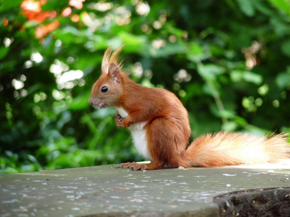 Eichhörnchen