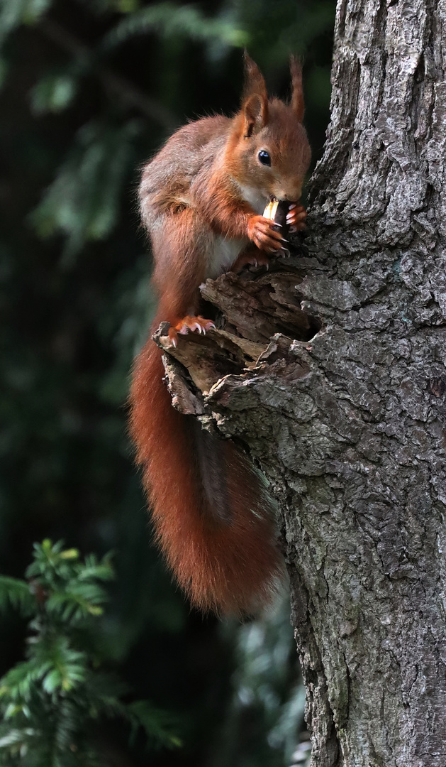 Eichhörnchen