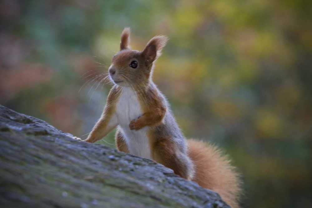 Eichhörnchen