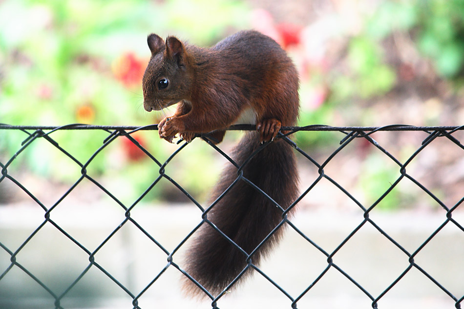 Eichhörnchen