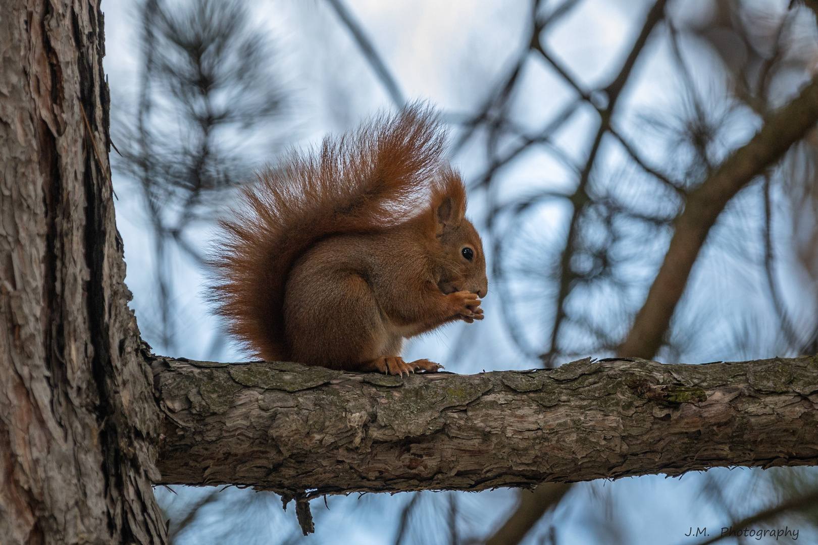 Eichhörnchen