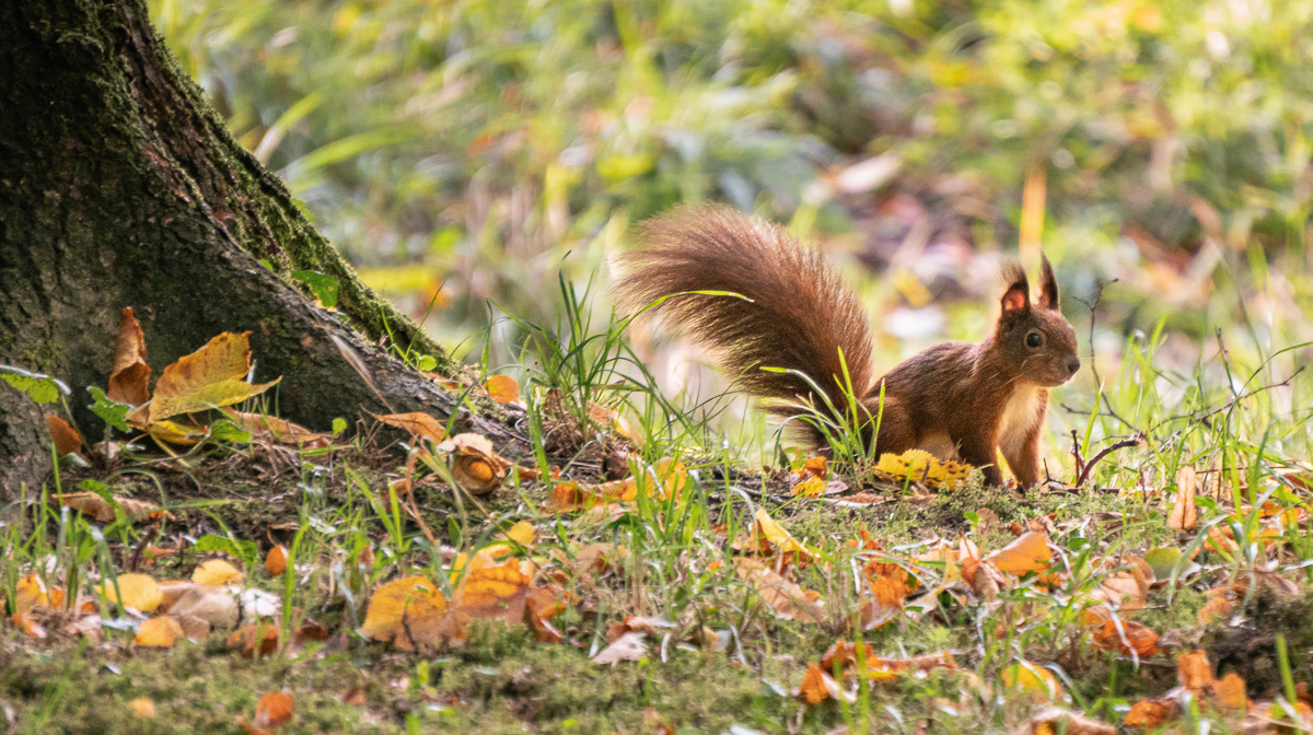 Eichhörnchen