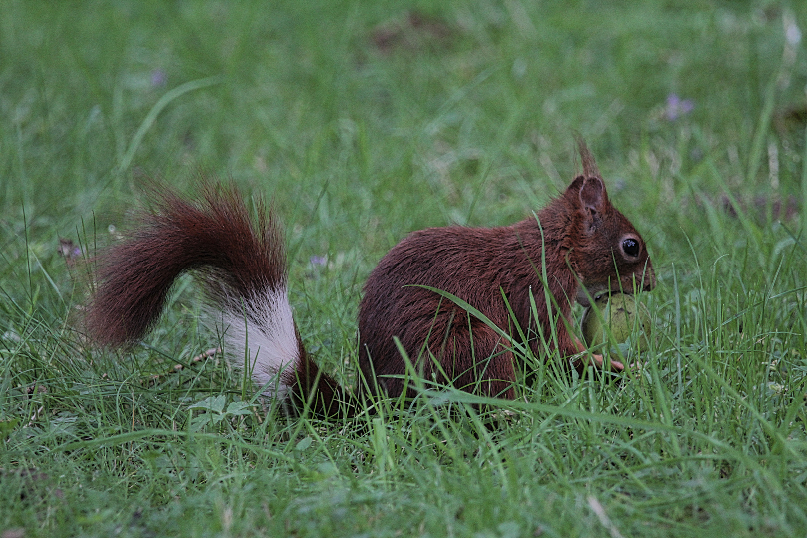 Eichhörnchen