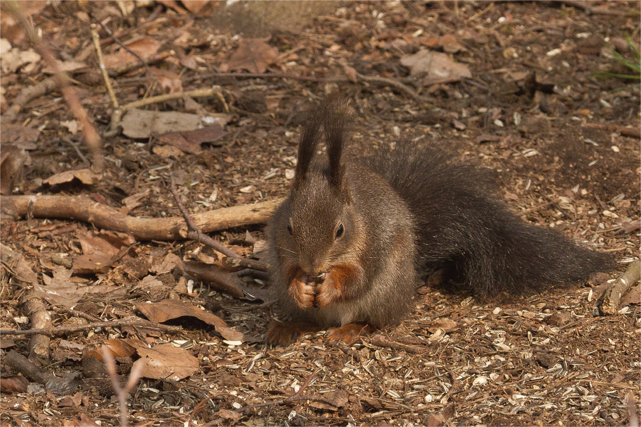 Eichhörnchen