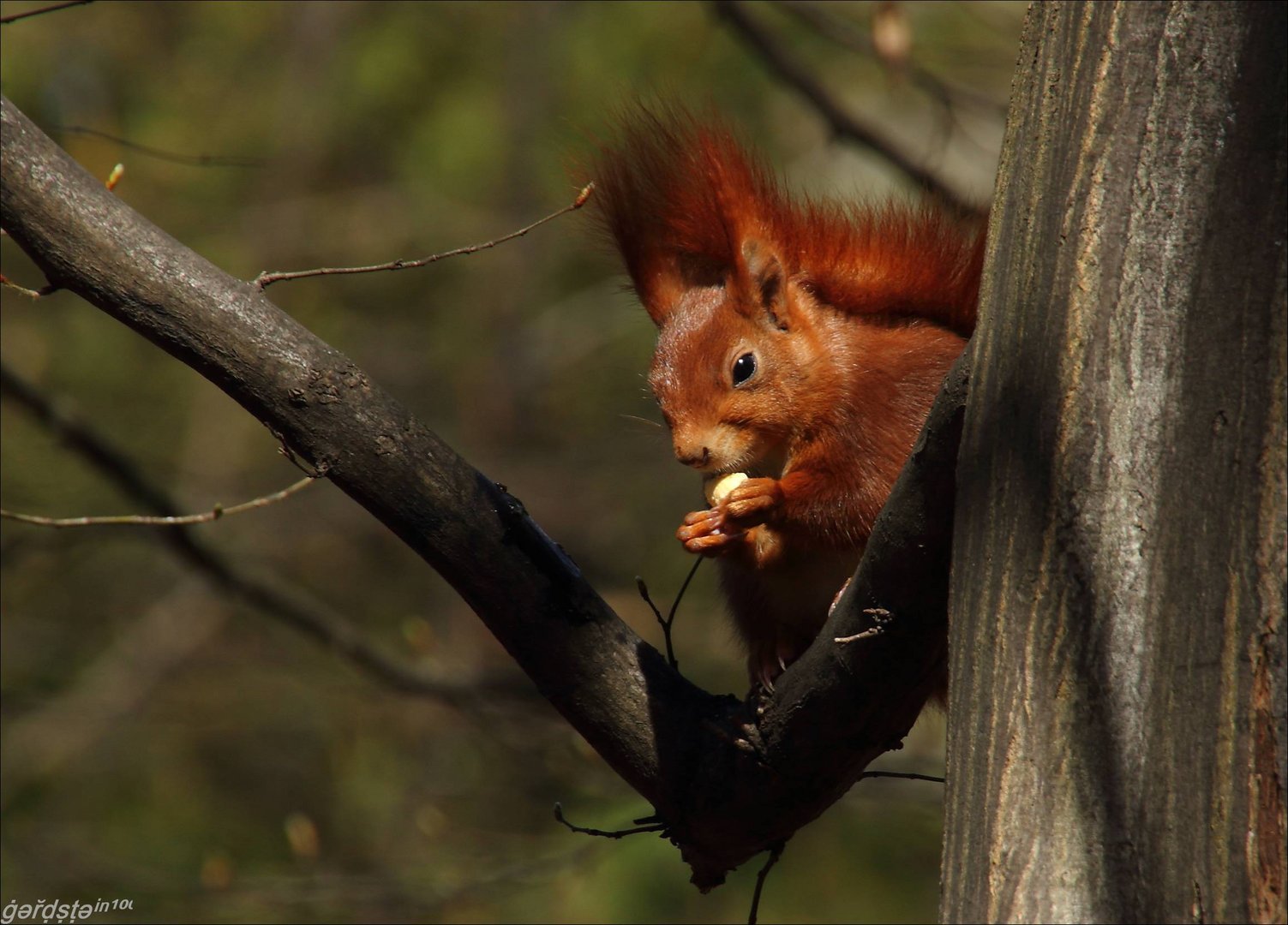 Eichhörnchen