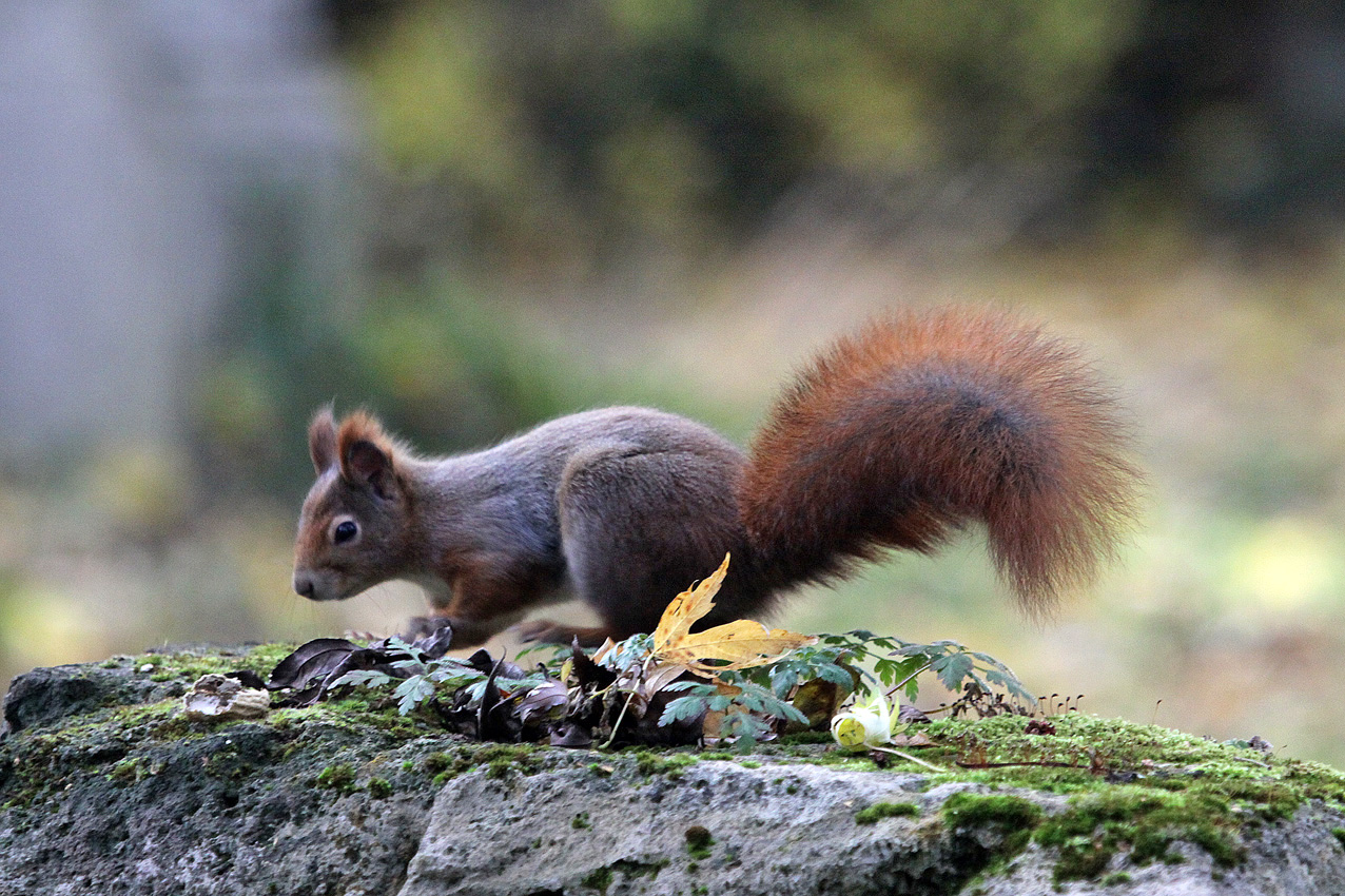 EICHHÖRNCHEN