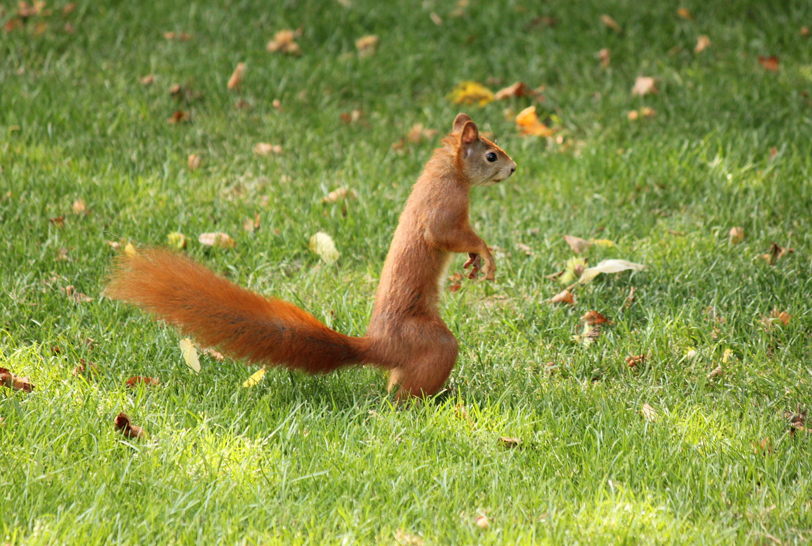 Eichhörnchen