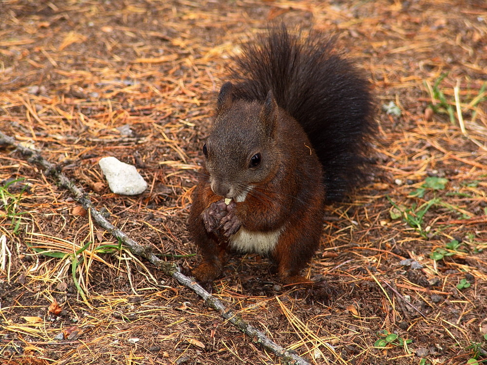 Eichhörnchen