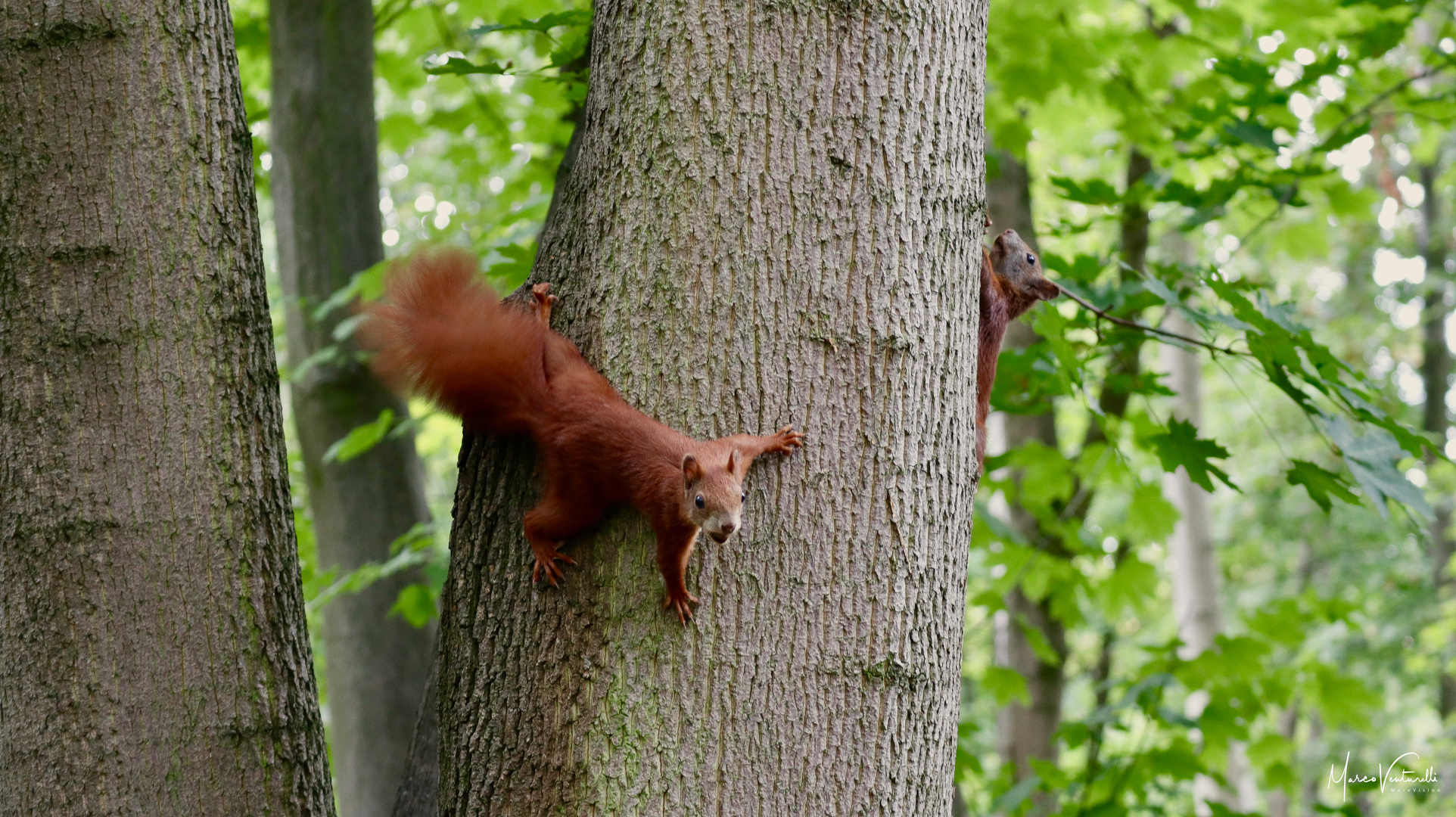 Eichhörnchen