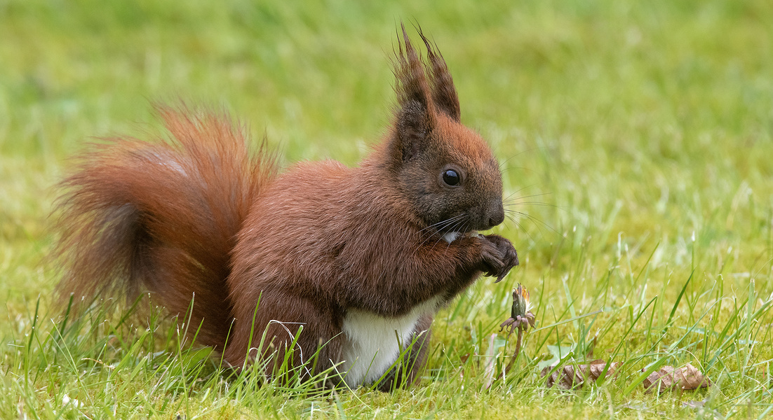 Eichhörnchen