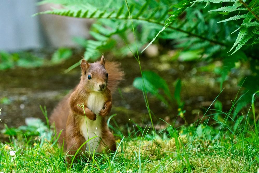 Eichhörnchen