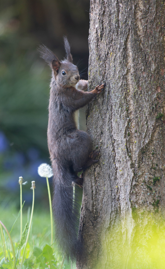 Eichhörnchen