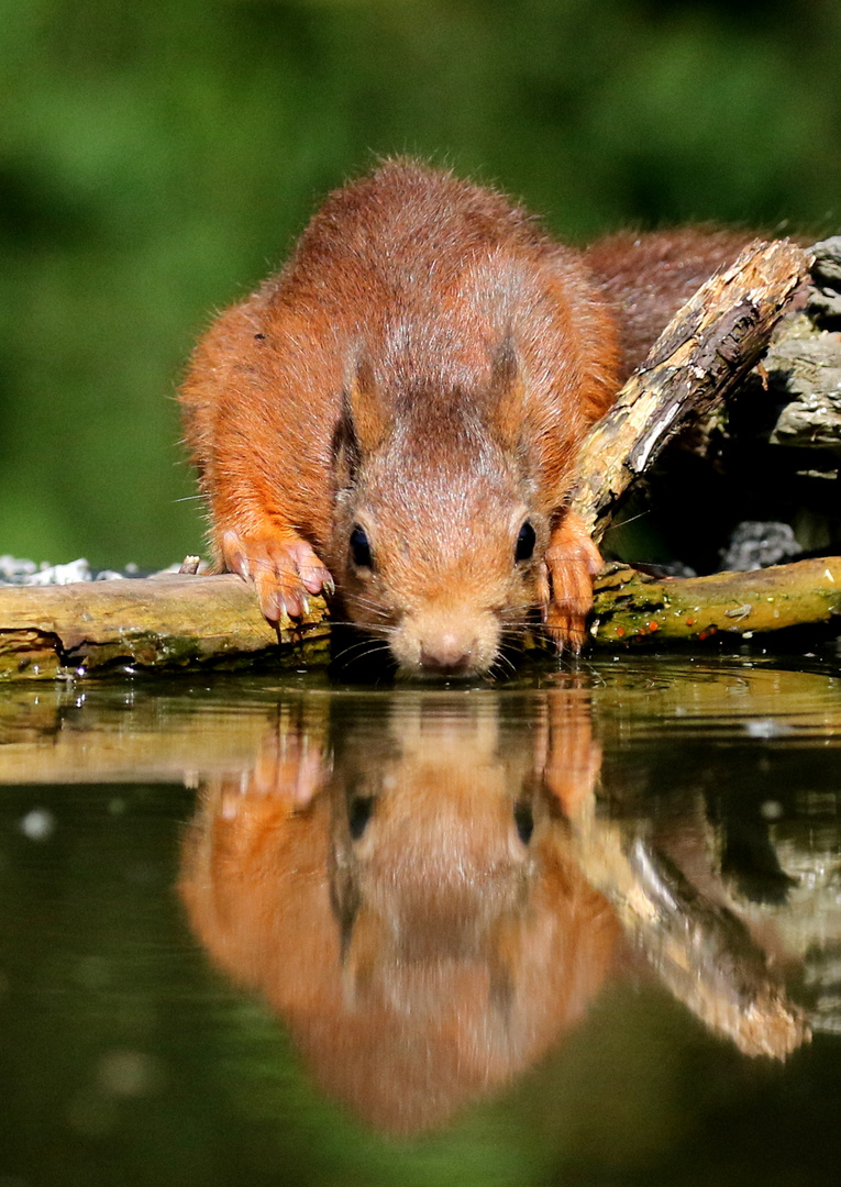 Eichhörnchen