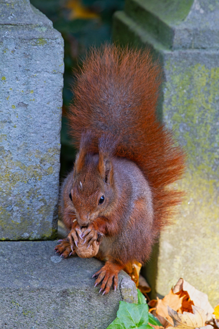 Eichhörnchen