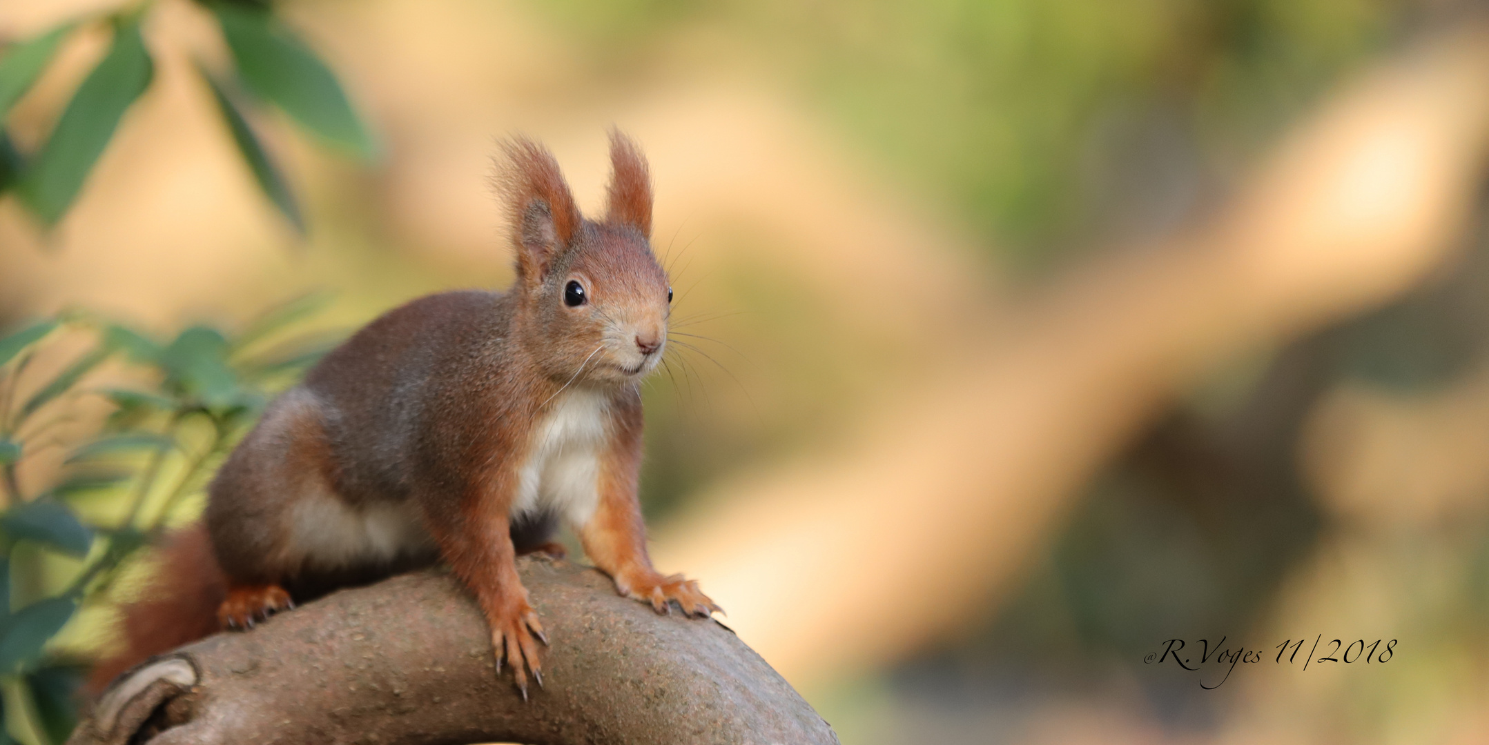 Eichhörnchen