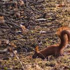 Eichhörnchen