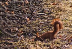 Eichhörnchen