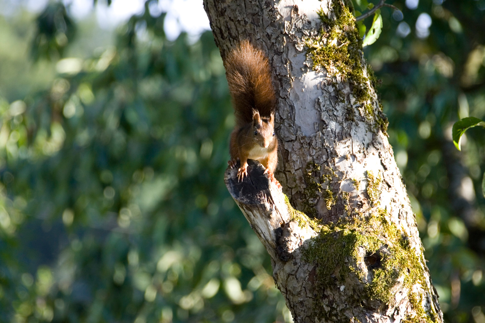 Eichhörnchen