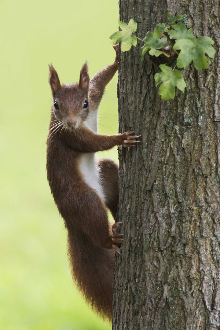 Eichhörnchen