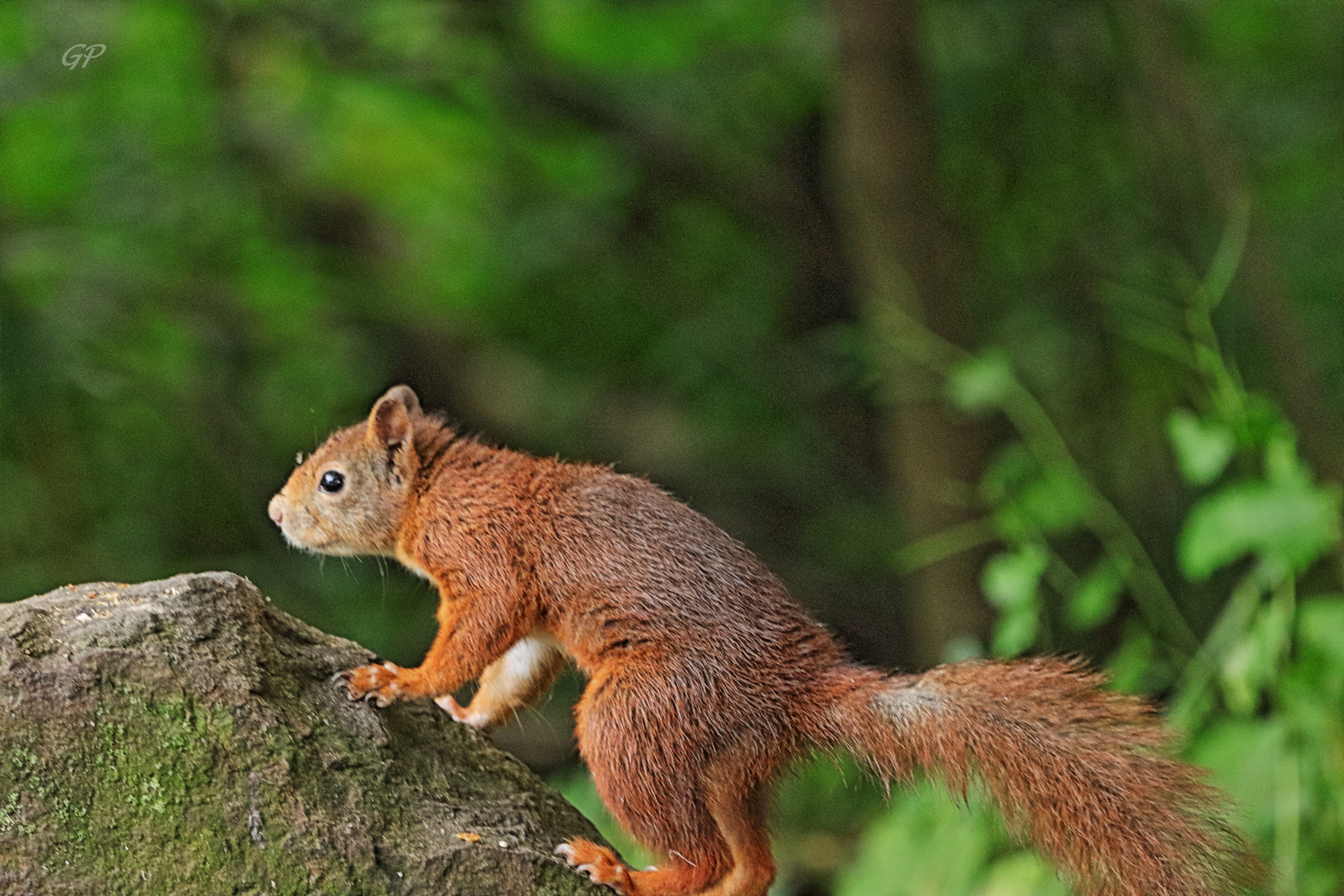 Eichhörnchen