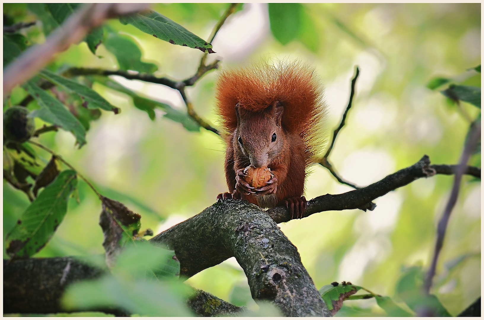 Eichhörnchen