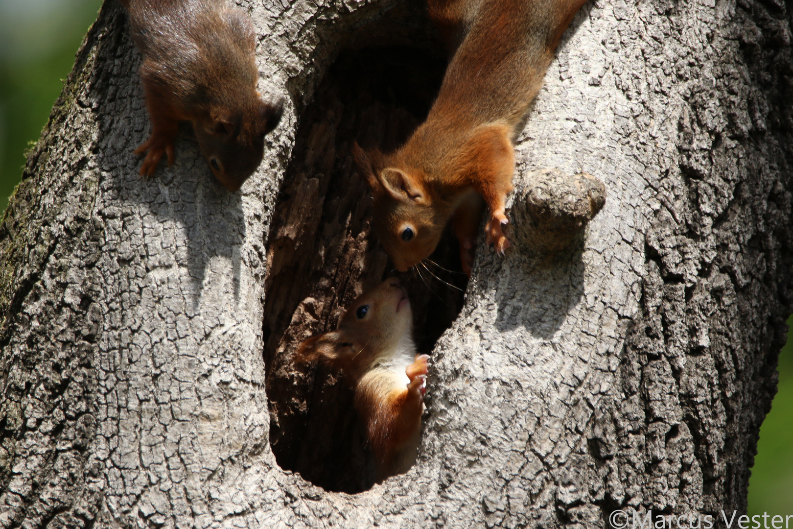 Eichhörnchen