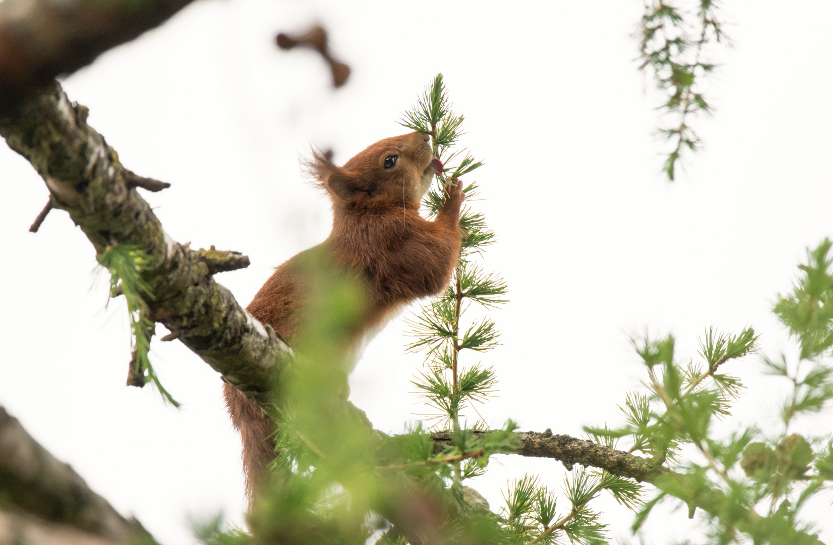 Eichhörnchen