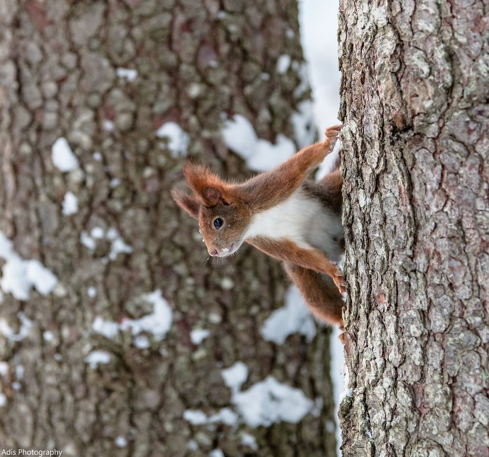 Eichhörnchen