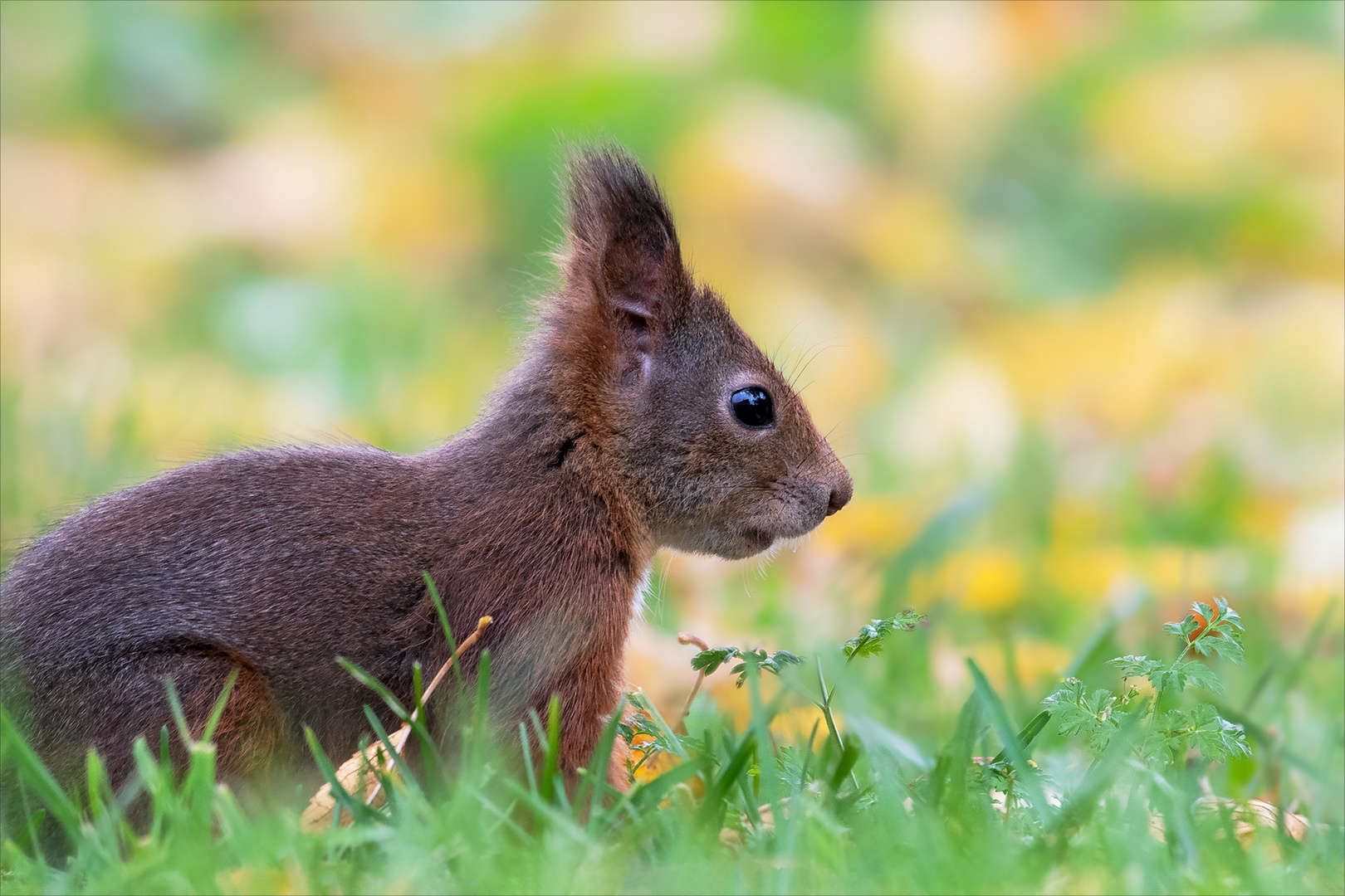 Eichhörnchen