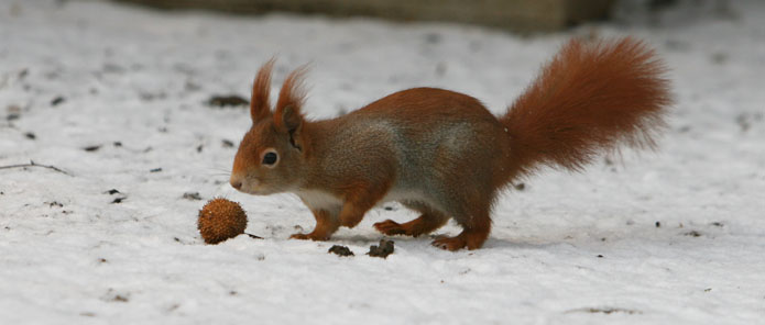 Eichhörnchen