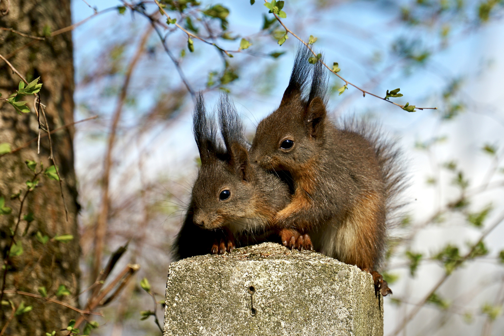 Eichhörnchen